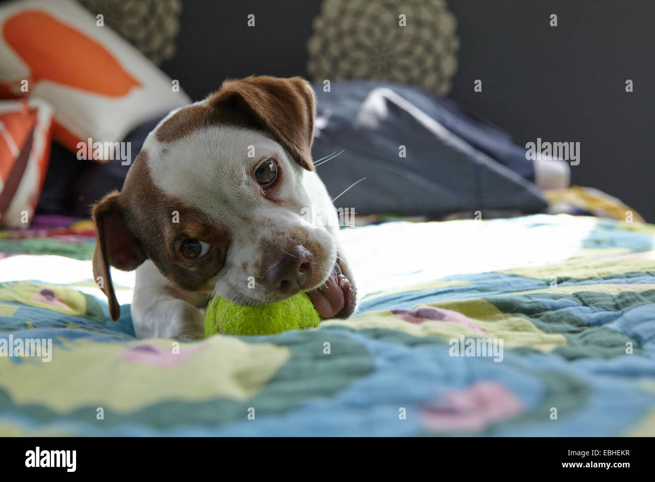 La riproduzione del cane sul letto con palla da tennis Foto Stock