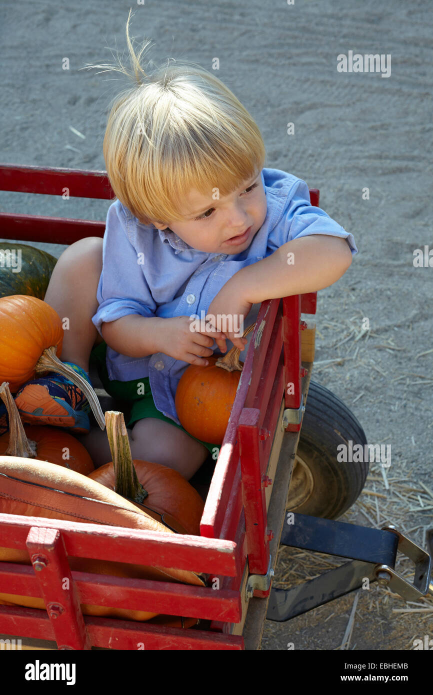 Toddler maschile seduto nel carrello di zucca alla ricerca di distanza Foto Stock