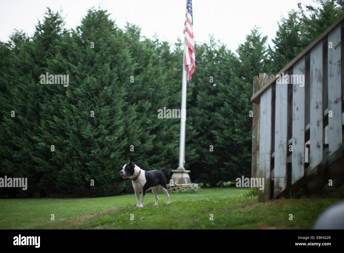 Cane da guardia e bandiera americana nel giardino, Canton, North Carolina, STATI UNITI D'AMERICA Foto Stock