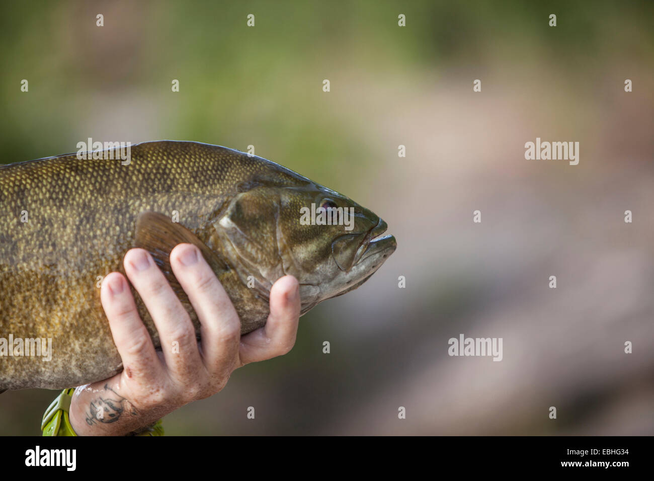 Man mano che tiene fino smallmouth bass pesce, Lago Superior, Au treno Bay, Michigan, Stati Uniti d'America Foto Stock