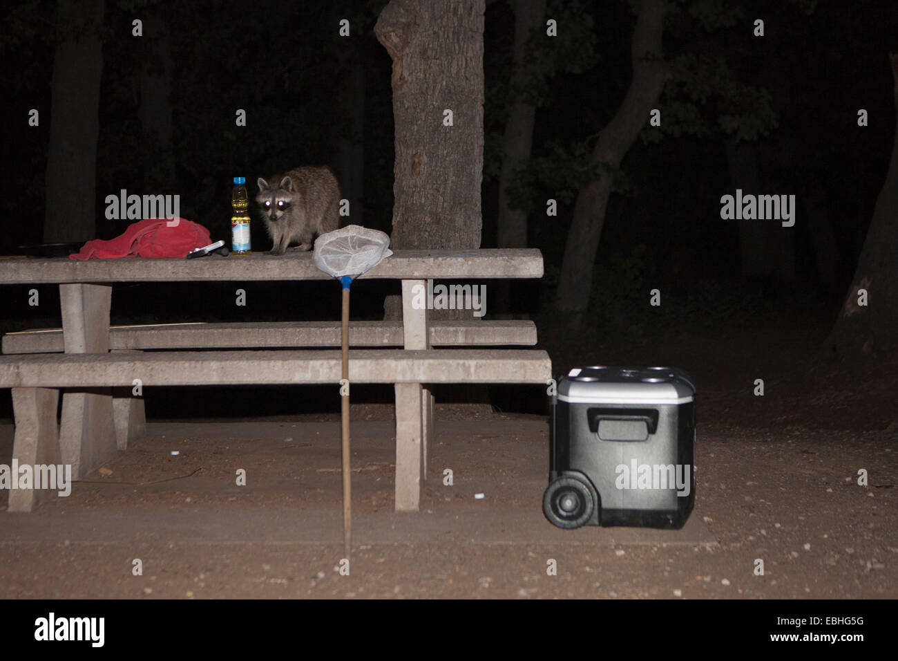 Raccoon sul tavolo da picnic di notte, Wichita Mountains National Wildlife Refuge, Indiahoma, Oklahoma, Stati Uniti d'America Foto Stock