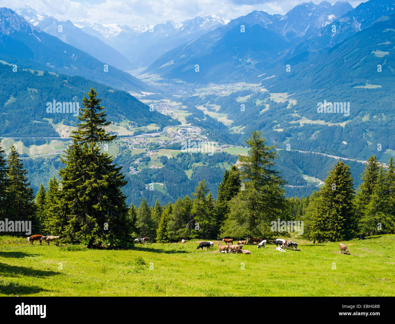 Le mucche al pascolo in un prato vicino a Innsbruck in Austria Foto Stock