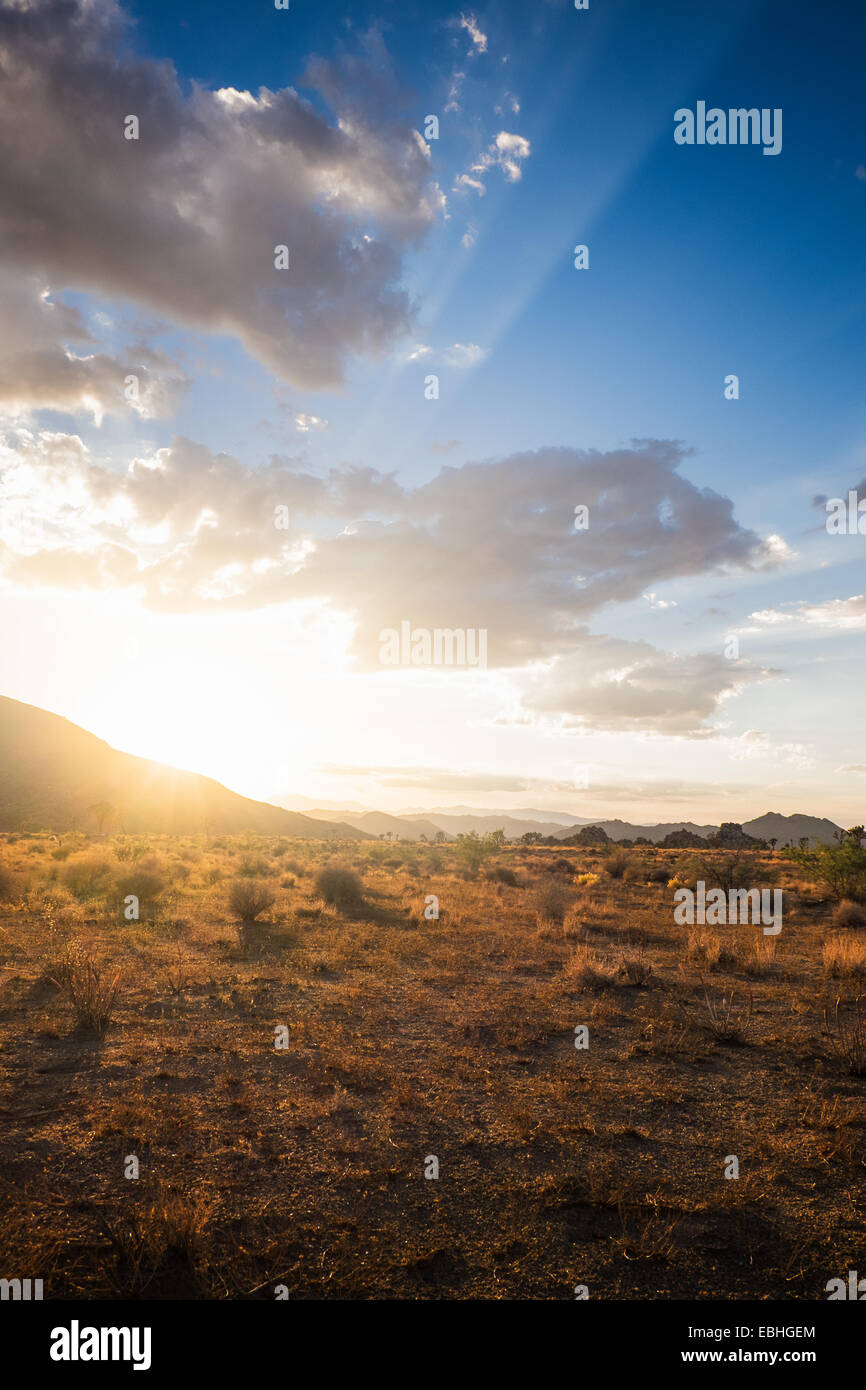 Joshua Tree National Park, California, US Foto Stock