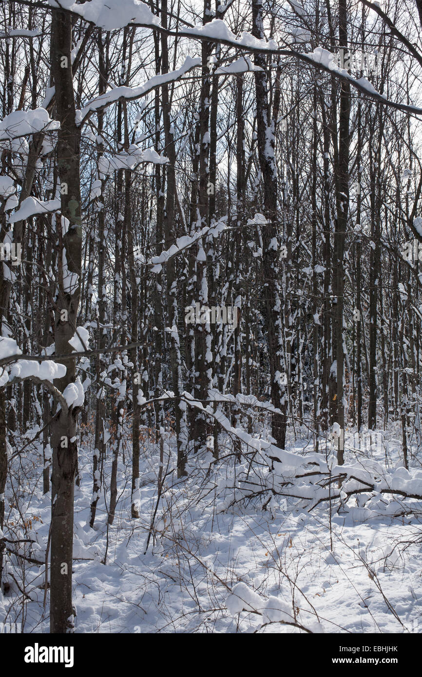 Snow-spruzzato sulle piante stand in una impostazione invernale nel Massachusetts Berkshires. Foto Stock