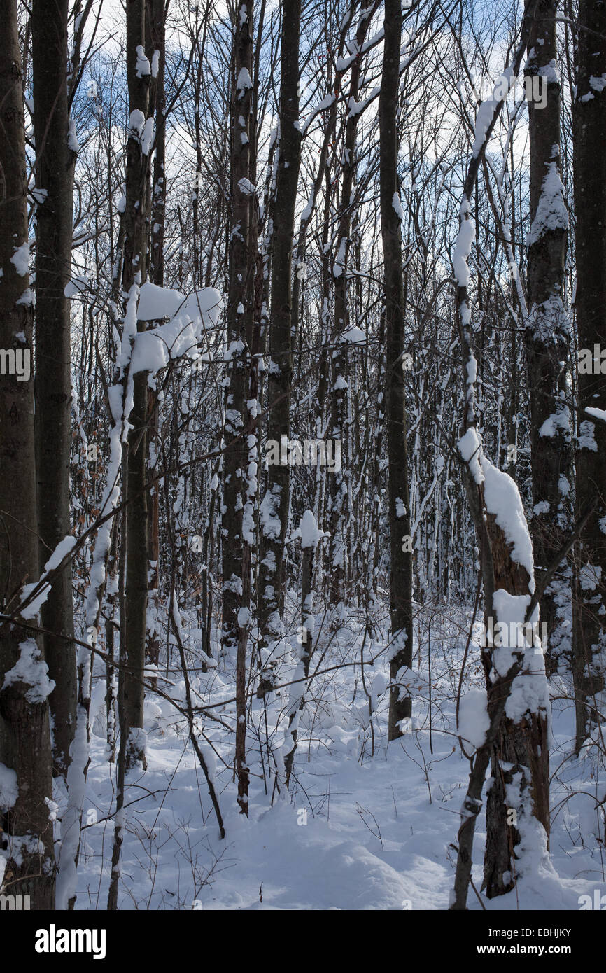 La neve è spruzzato sulle piante stand in una impostazione invernale nel Massachusetts Berkshires. Foto Stock