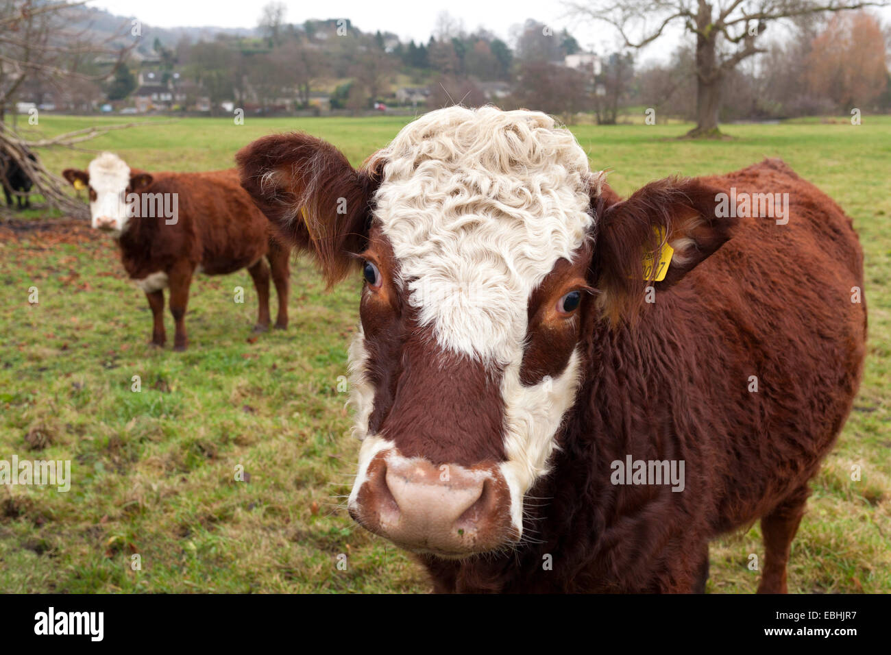 Bakewell, Derbyshire, Regno Unito. Il 1 dicembre 2014. Il bestiame a Wynn Prato, Bakewell su un ottuso nuvoloso giorno nel Peak District. Le temperature sono previsioni per girare più freddo verso la fine di questa settimana. Credito: Mark Richardson/Alamy Live News Foto Stock