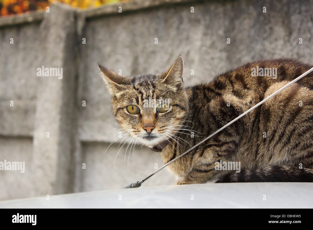 Il gatto domestico permanente sulla sommità della cabina Foto Stock