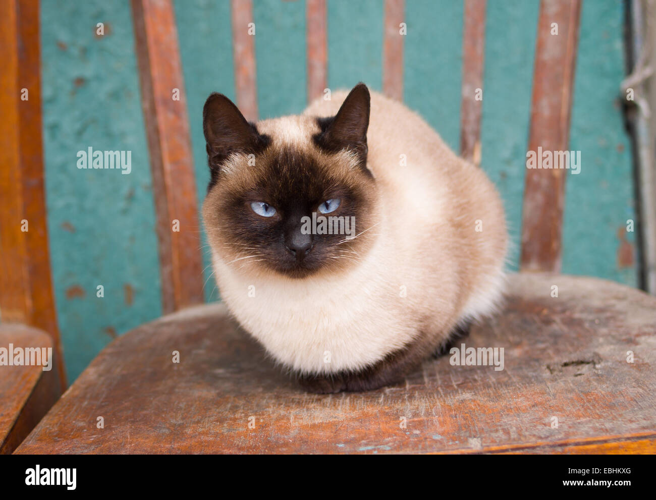 Simpatico gatto siamese gatto con gli occhi blu avente il resto della vecchia sedia Foto Stock
