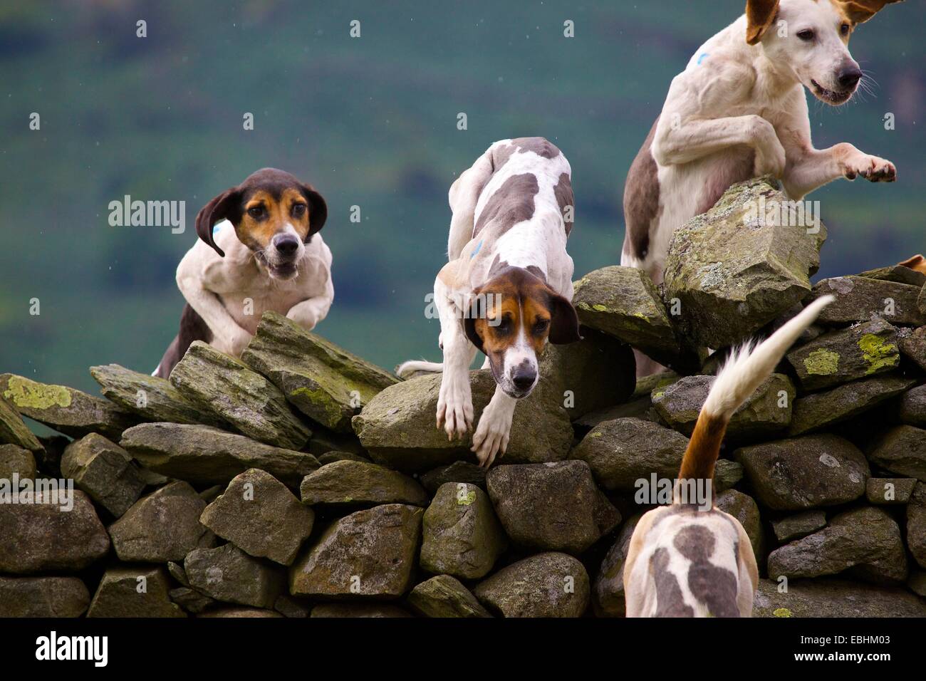 Trailhounds saltando una stalattite parete. Rydal mostrano Rydal Hall Ambleside Lake District Cumbria Inghilterra England Regno Unito Foto Stock