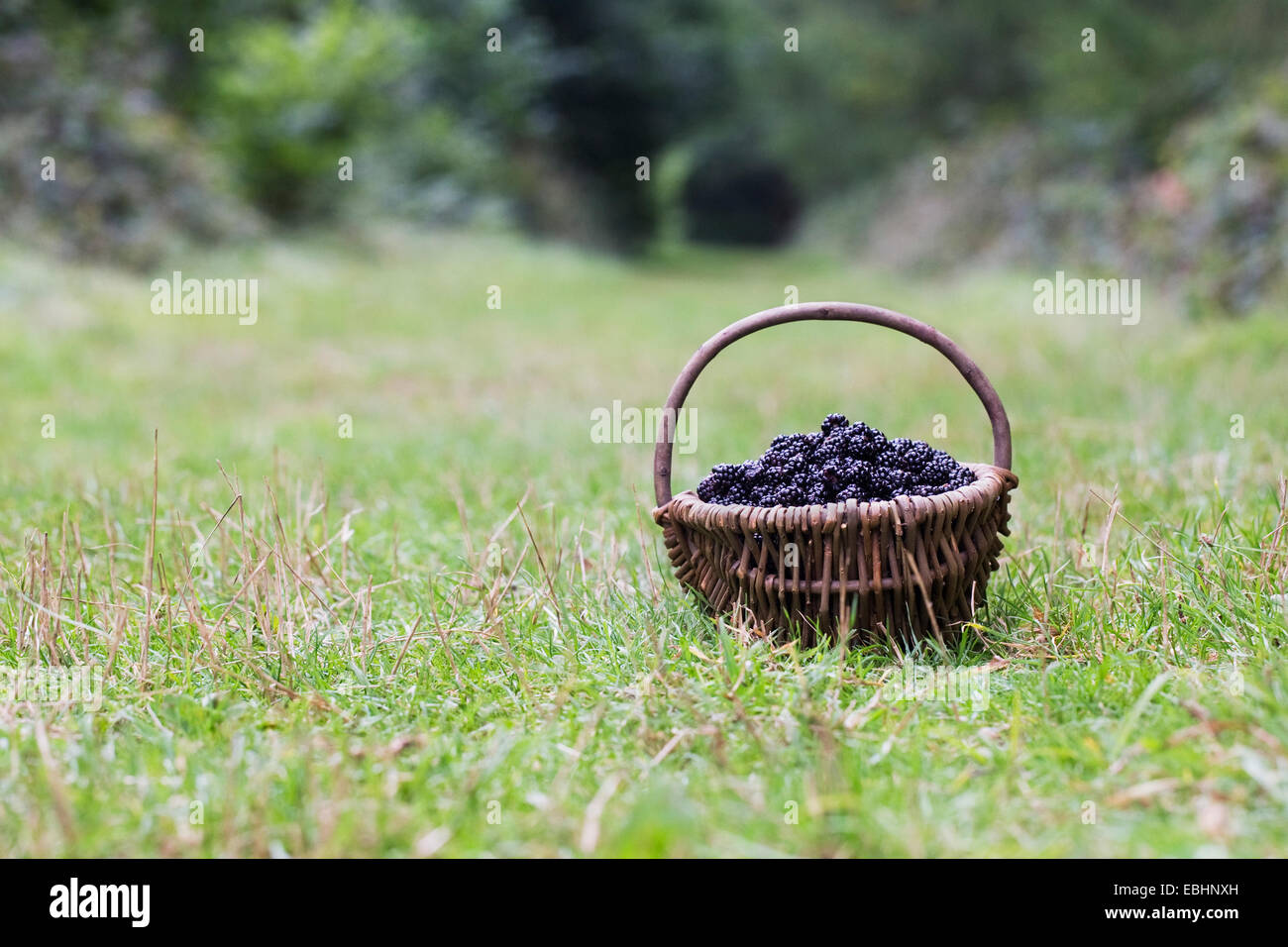 Appena raccolto more in un cesto di vimini. Foto Stock