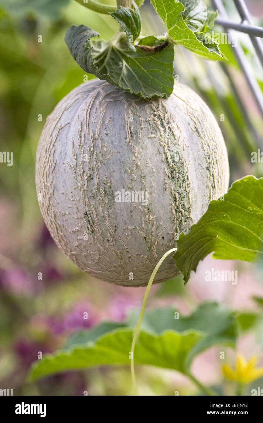 Cucumis melo. Melone Canteloupe crescente nella serra. Foto Stock