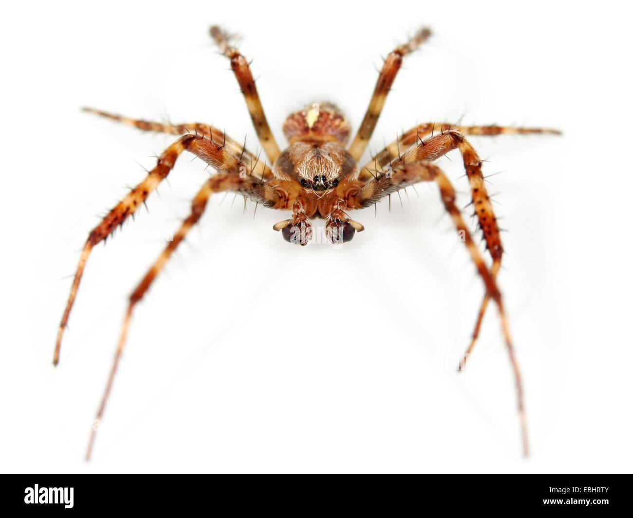 Una croce spider, o giardino Spider (Araneus quadratus) su sfondo bianco. Cross ragni sono parte della famiglia Araneidae - Orbweavers. Foto Stock