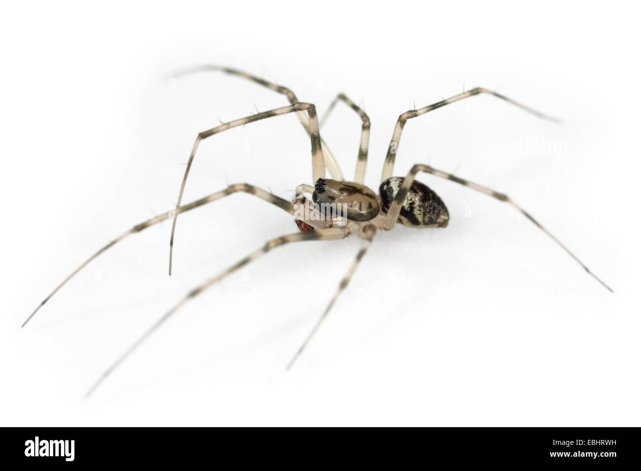 Un maschio invisibile spider (Drapetisca socialis) su uno sfondo bianco. Parte della famiglia Linyphiidae - Sheetweb tessitori. Foto Stock