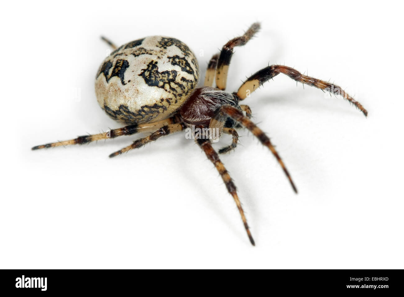 Un solco femmina Orbweaver (Larinioides cornutus) su sfondo bianco. Famiglia Araneidae, Orbweaving ragni. Foto Stock