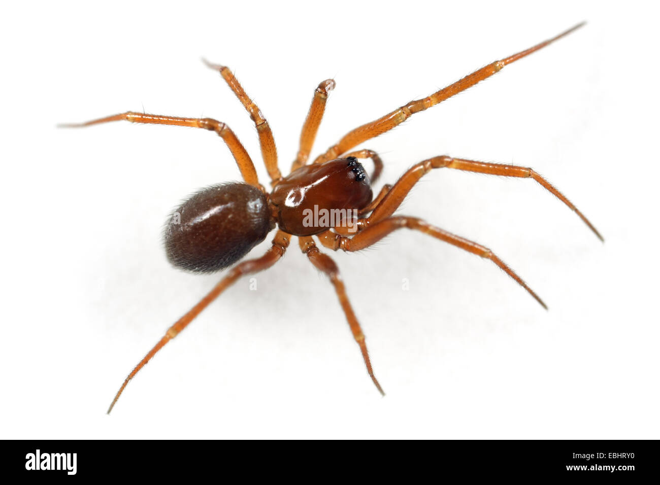 Una femmina di inverno Litter-Spider (Mmacrargus rufus) su uno sfondo bianco, parte della famiglia Linyphiidae - Sheetweb tessitori. Foto Stock