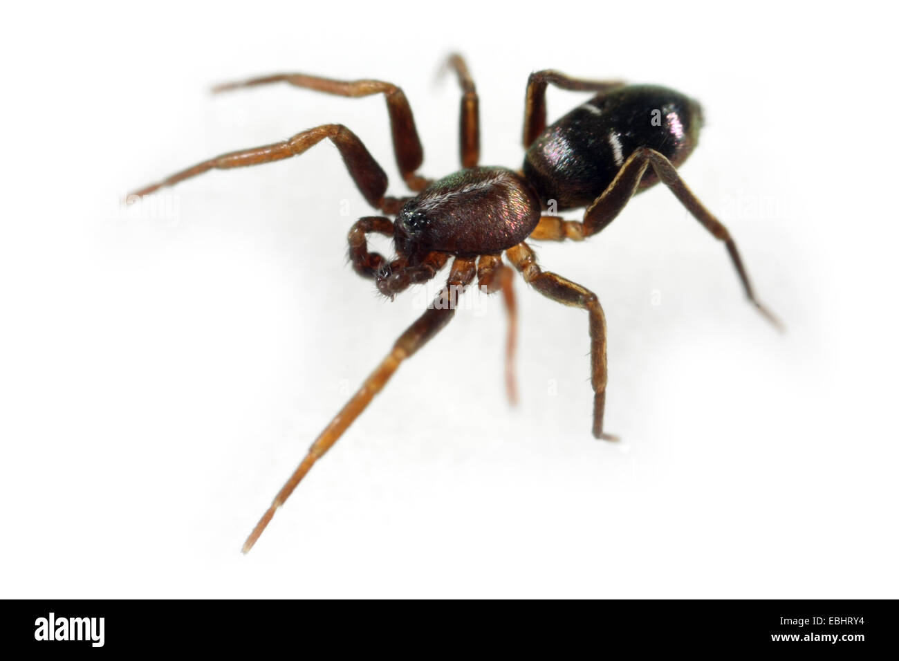 Un maschio Pine-Tree Ant-Spider (Micaria subopaca) su uno sfondo bianco, parte della famiglia Gnaphosidae - furtivo ragni di terra. Foto Stock