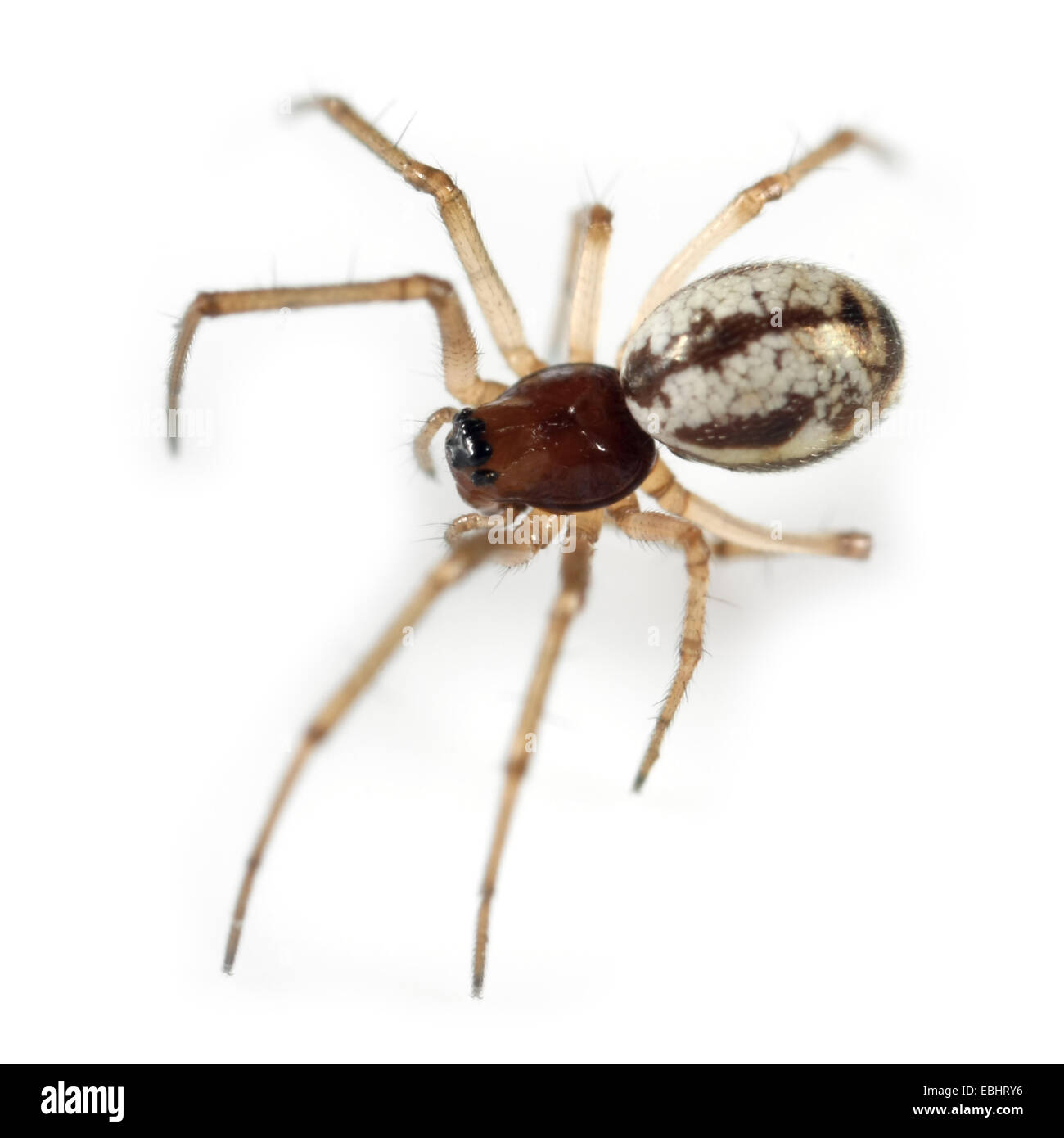 Una femmina di piccole Hanky-Weaver (Microlinyphia pusilla) ragno su uno sfondo bianco, parte della famiglia Linyphiidae - Sheetweb tessitori. Foto Stock