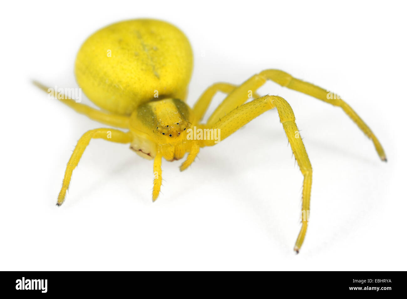 Una femmina di oro ragno granchio, Misumena vatia, su uno sfondo bianco. Parte della famiglia Thomisidae, granchio ragni. Foto Stock
