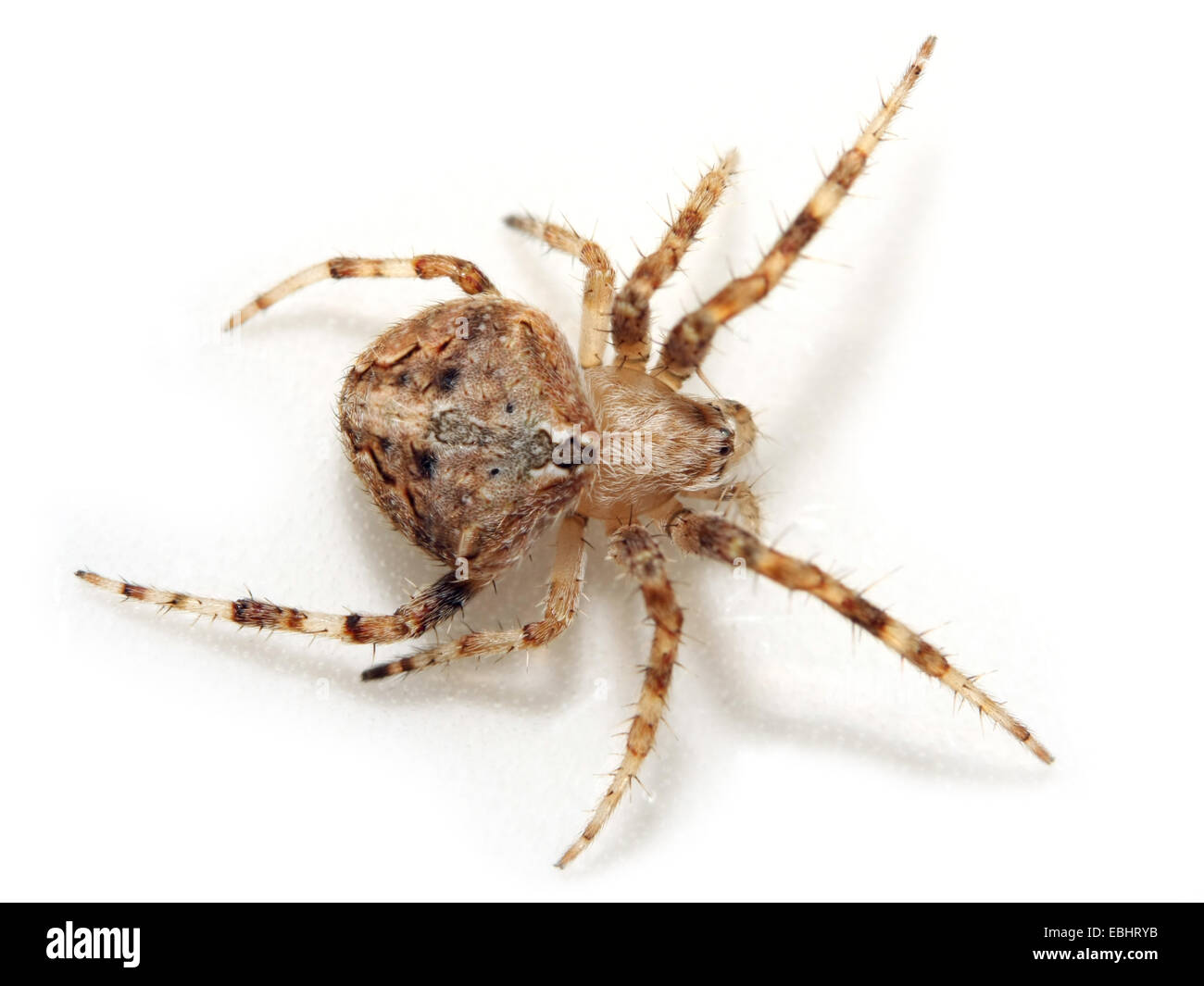 Una femmina orbweaving spider (Neoscona subfusca) su sfondo bianco. Orbweavers sono parte della famiglia Araneidae. Foto Stock