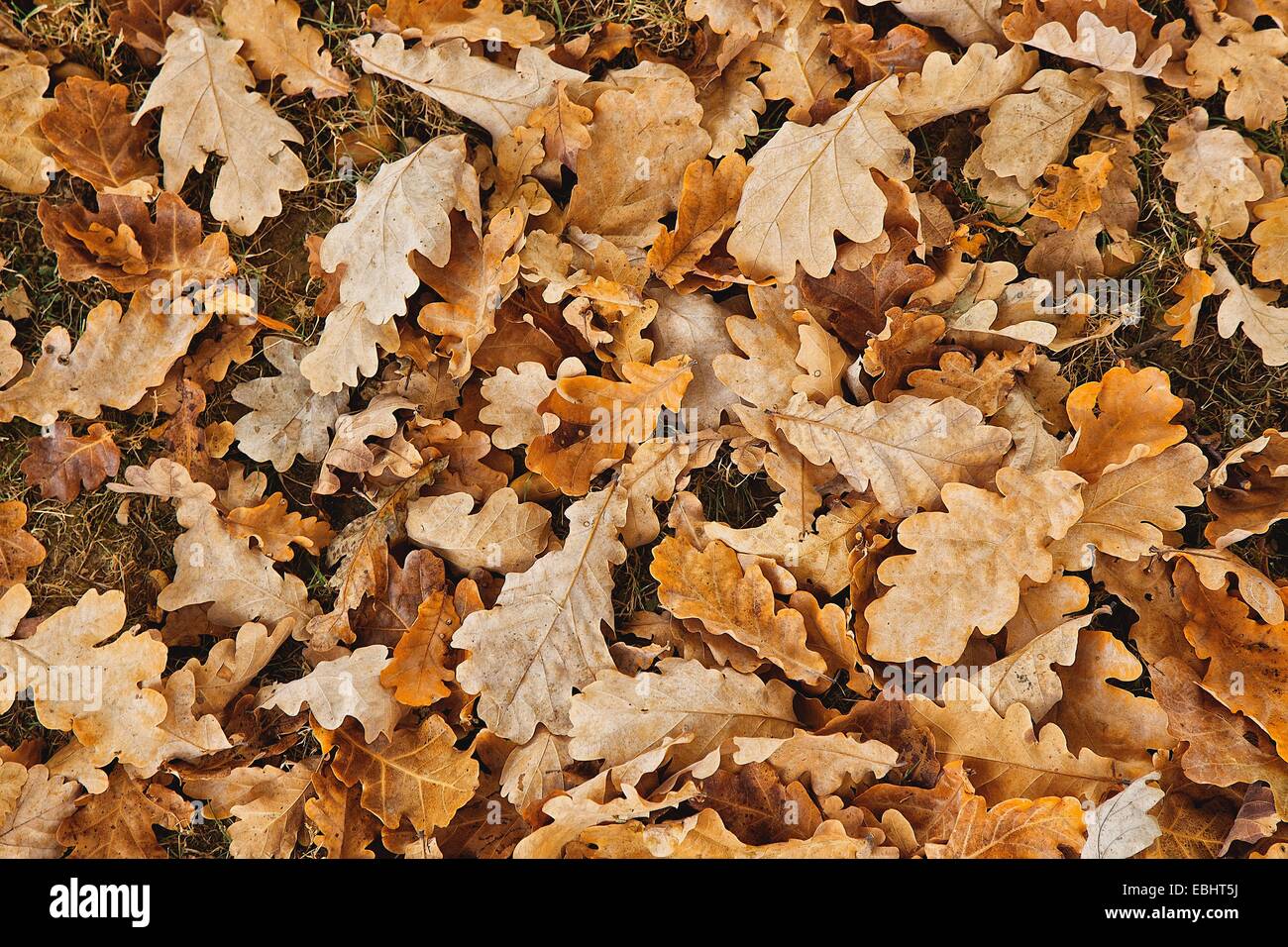 Un autunno di foglie di quercia sullo sfondo Foto Stock