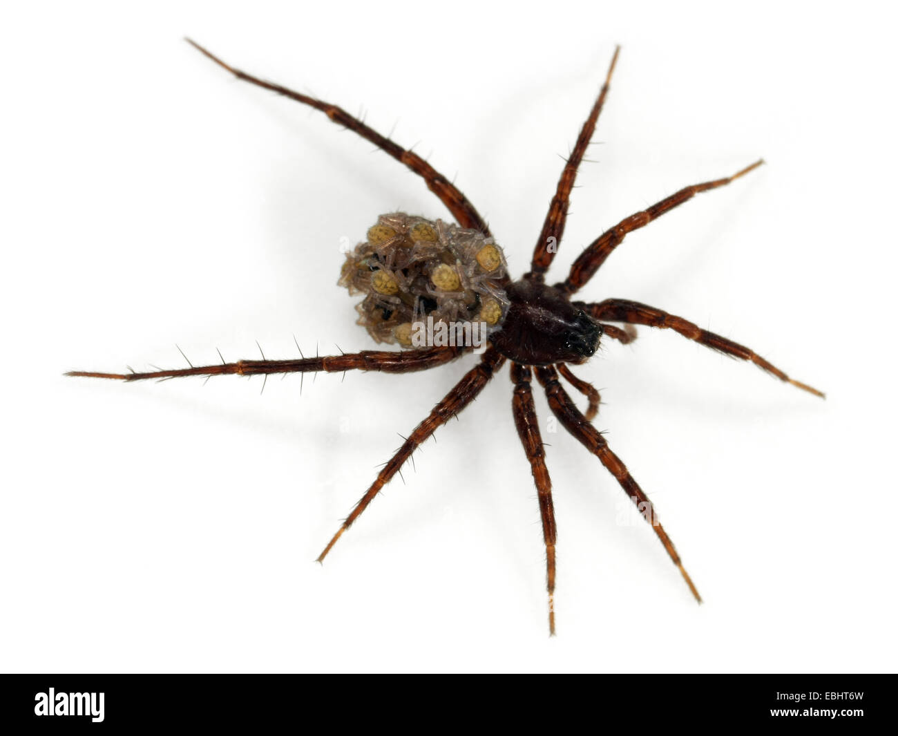 Una femmina Wolf-Spider comune (Pardosa pullata), portando la sua spiiderlings sulla sua schiena, parte della famiglia Lycosidae - Wolf ragni. Foto Stock