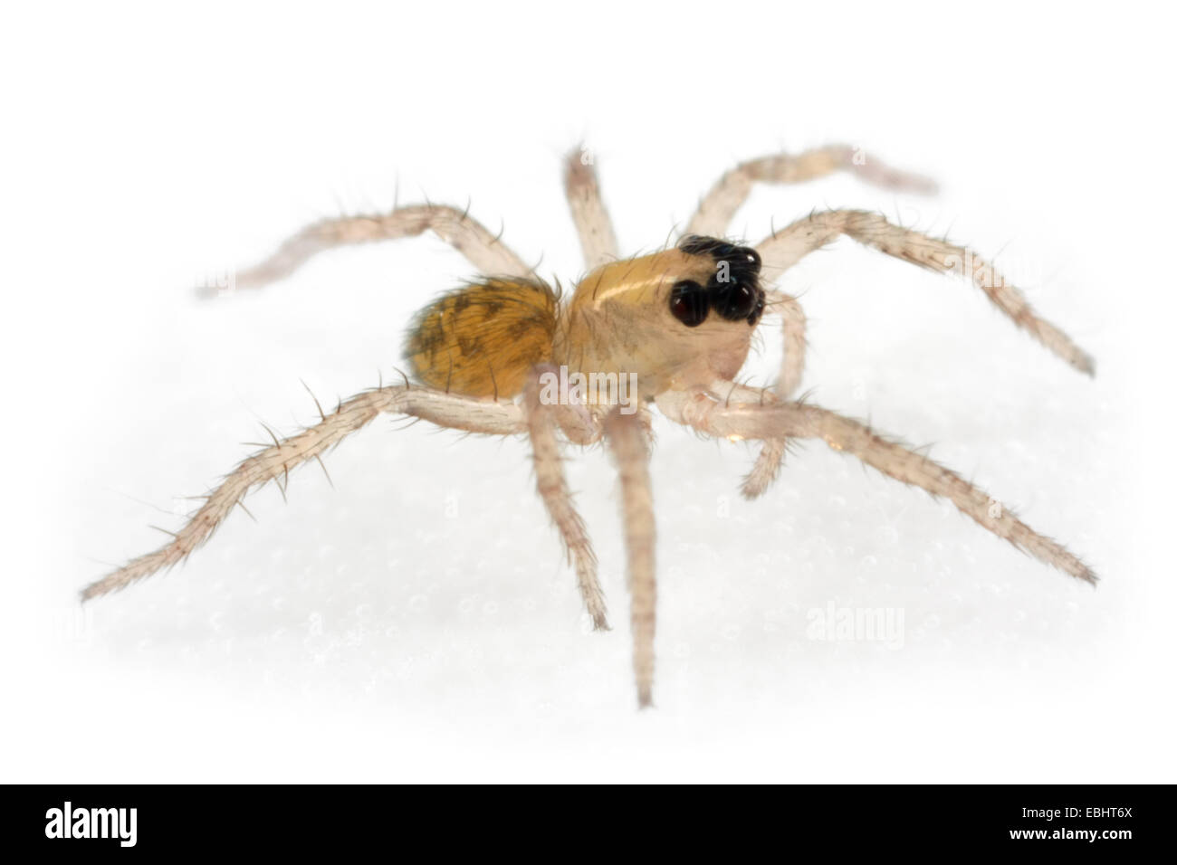 Un comune Wolf-Spider (Pardosa pullata) spiderling, parte della famiglia Lycosidae - Wolf ragni. Foto Stock