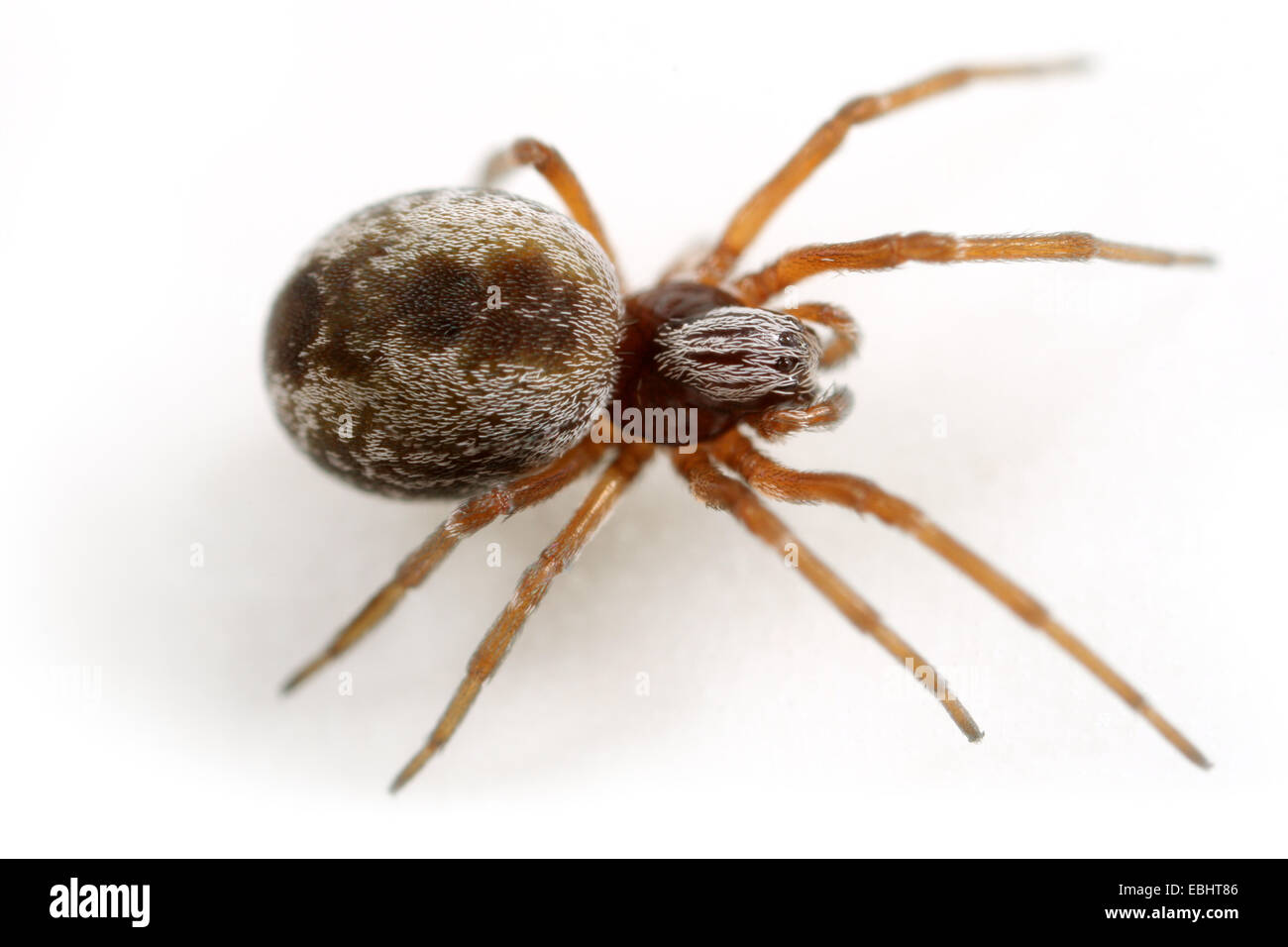 Femmina Dictyna arundinacea spider su sfondo bianco. Famiglia Dictynidae, Meshweb tessitori. Foto Stock