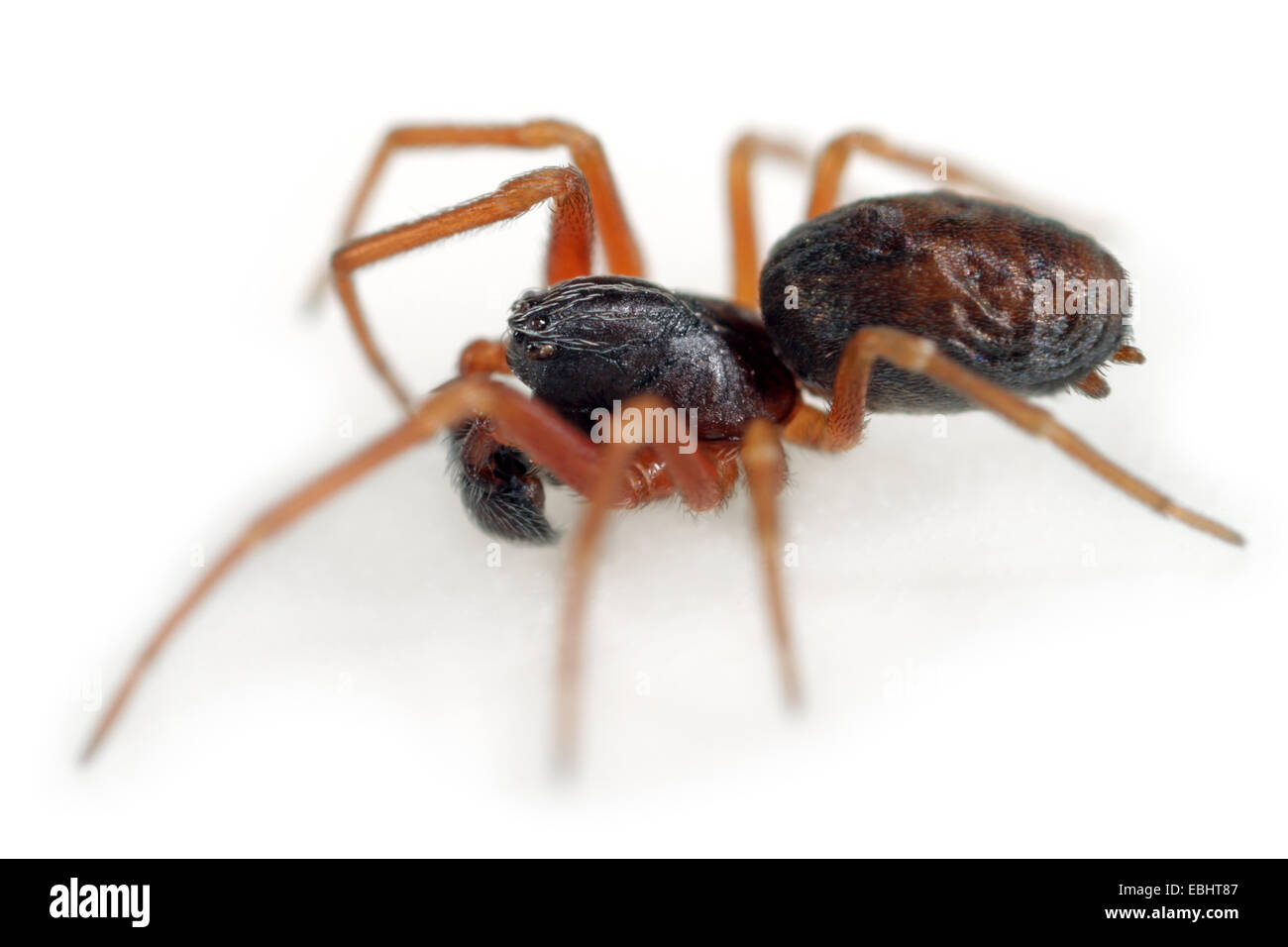 Maschio uncinata Dictyna spider su sfondo bianco. Famiglia Dictynidae. Tessitori Meshweb. Foto Stock