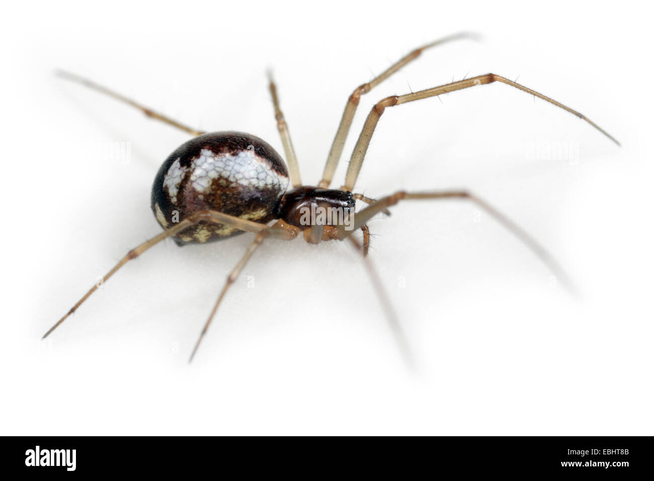 Neriene femmina peltata spider su sfondo bianco, Famiglia Linyphiidae, Sheetweb tessitori. Foto Stock