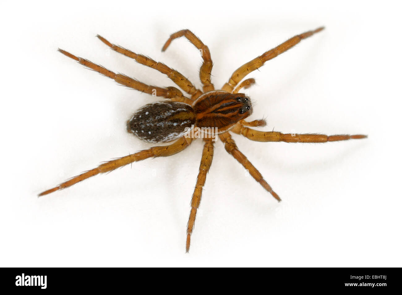 Femmina Pirata piraticus spider su sfondo bianco. Famiglia Lycosidae, Lupo ragni. Foto Stock