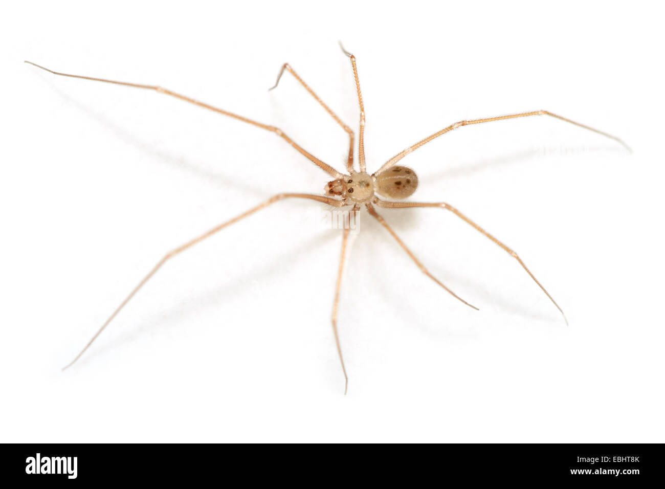 Voce maschile Spermophora senoculata spider su sfondo bianco. Famiglia Pholcidae, cantina o tremore ragni. Questo ragno ha solo sei occhi, in due gruppi. Foto Stock