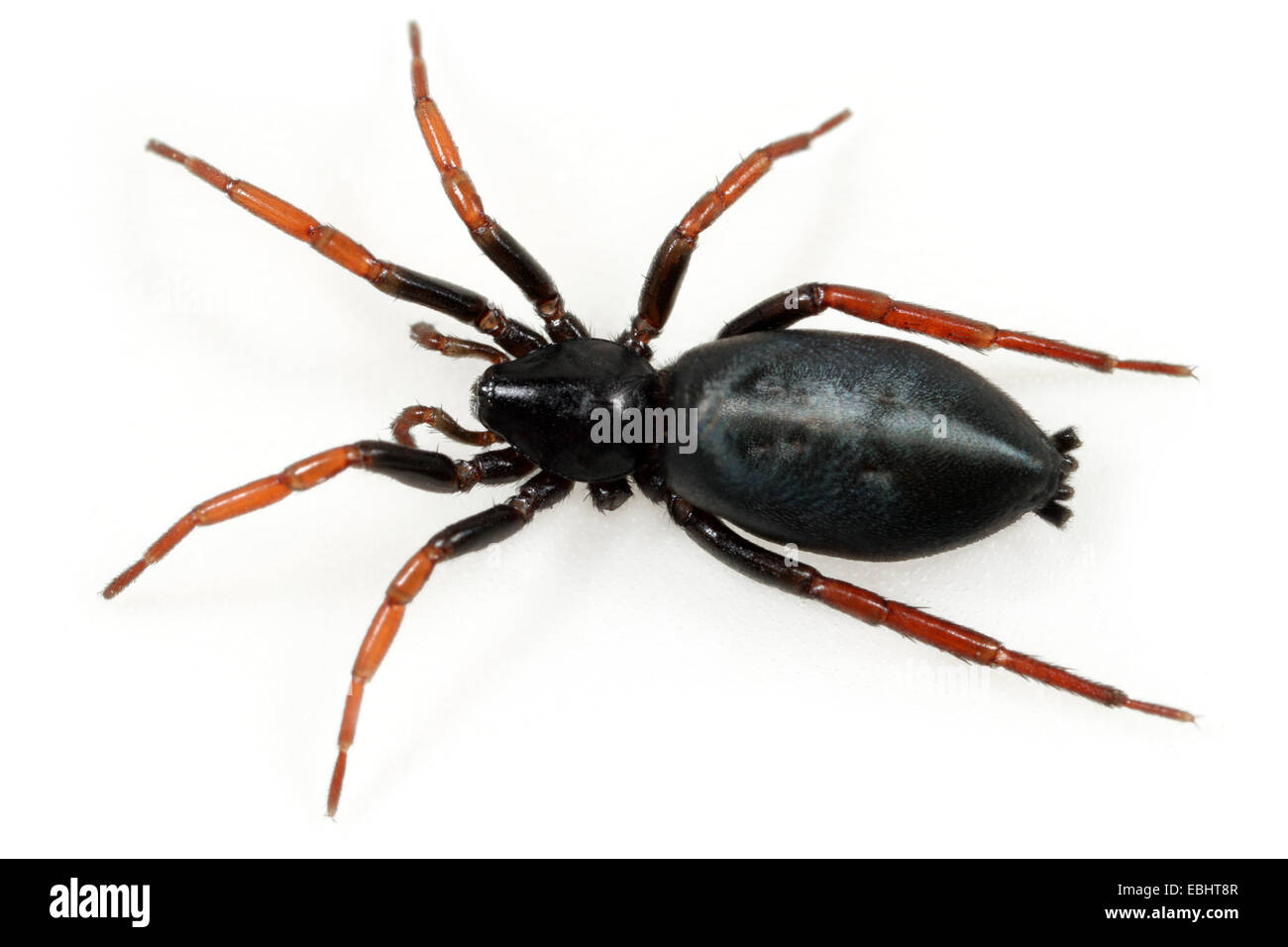 (Trachyzelotes pedestris) femmina Trachyzelotes pedestris spider su sfondo bianco. Famiglia Gnaphosidae, Massa ragni. Foto Stock
