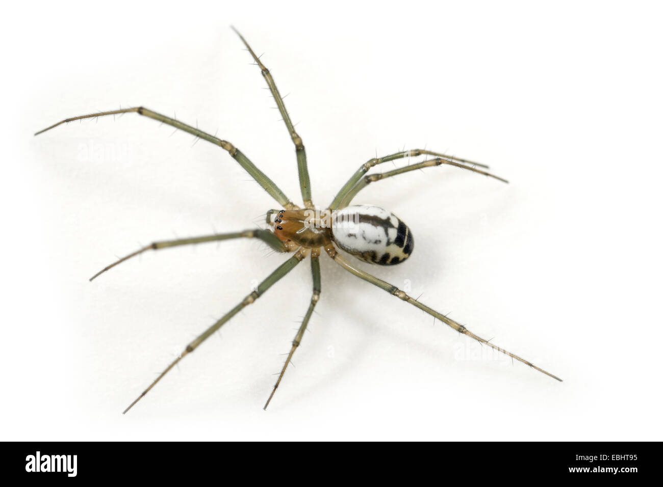 Una femmina Black-Tailed Hammock-Spider (Neriene emphana) su uno sfondo bianco, parte della famiglia Linyphiidae - Sheetweb tessitori. Foto Stock