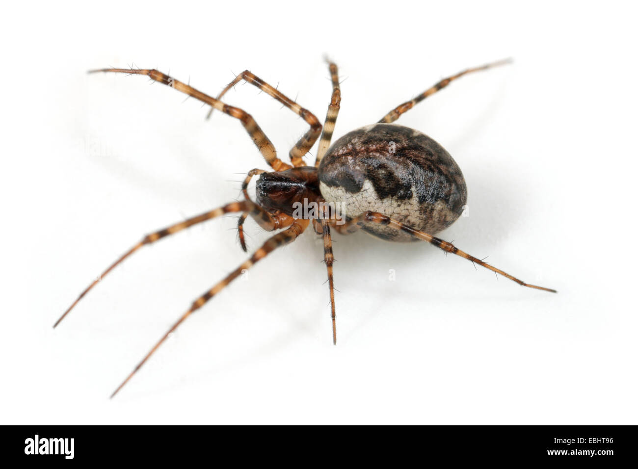 Femmina (Neriene montana) spider su uno sfondo bianco, parte della famiglia Linyphiidae, i tessitori Sheetweb. Foto Stock