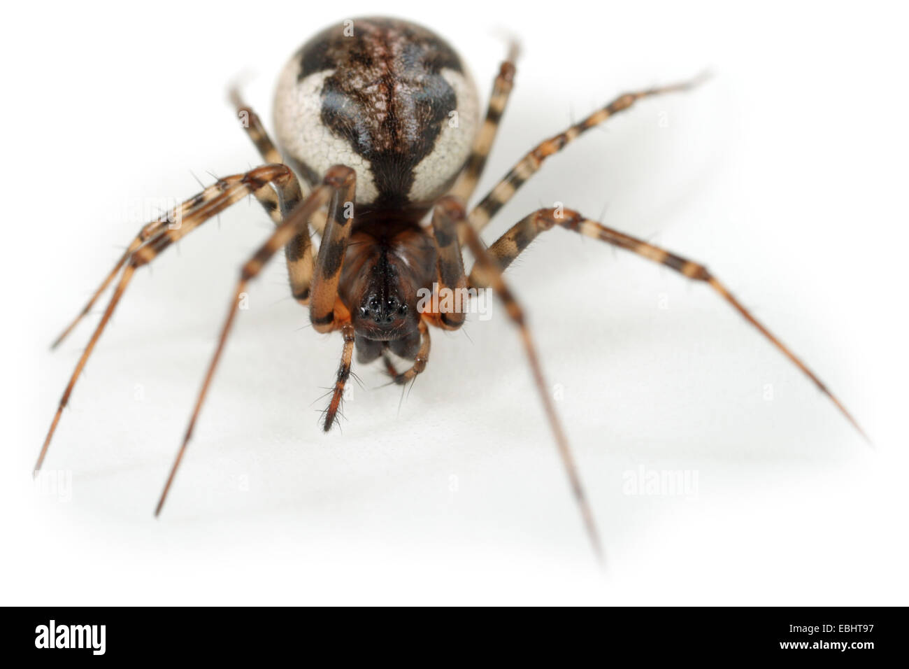 Femmina (Neriene montana) spider su uno sfondo bianco, parte della famiglia Linyphiidae, i tessitori Sheetweb. Foto Stock