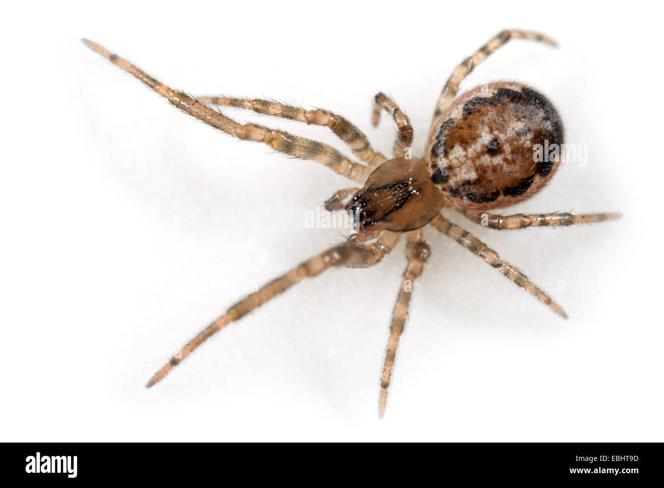 Femmina orb-tessitura spider (Stroemiellus stroemi) su uno sfondo bianco. La crociera è parte integrante della famiglia Araneidae, orb tessitori. Foto Stock