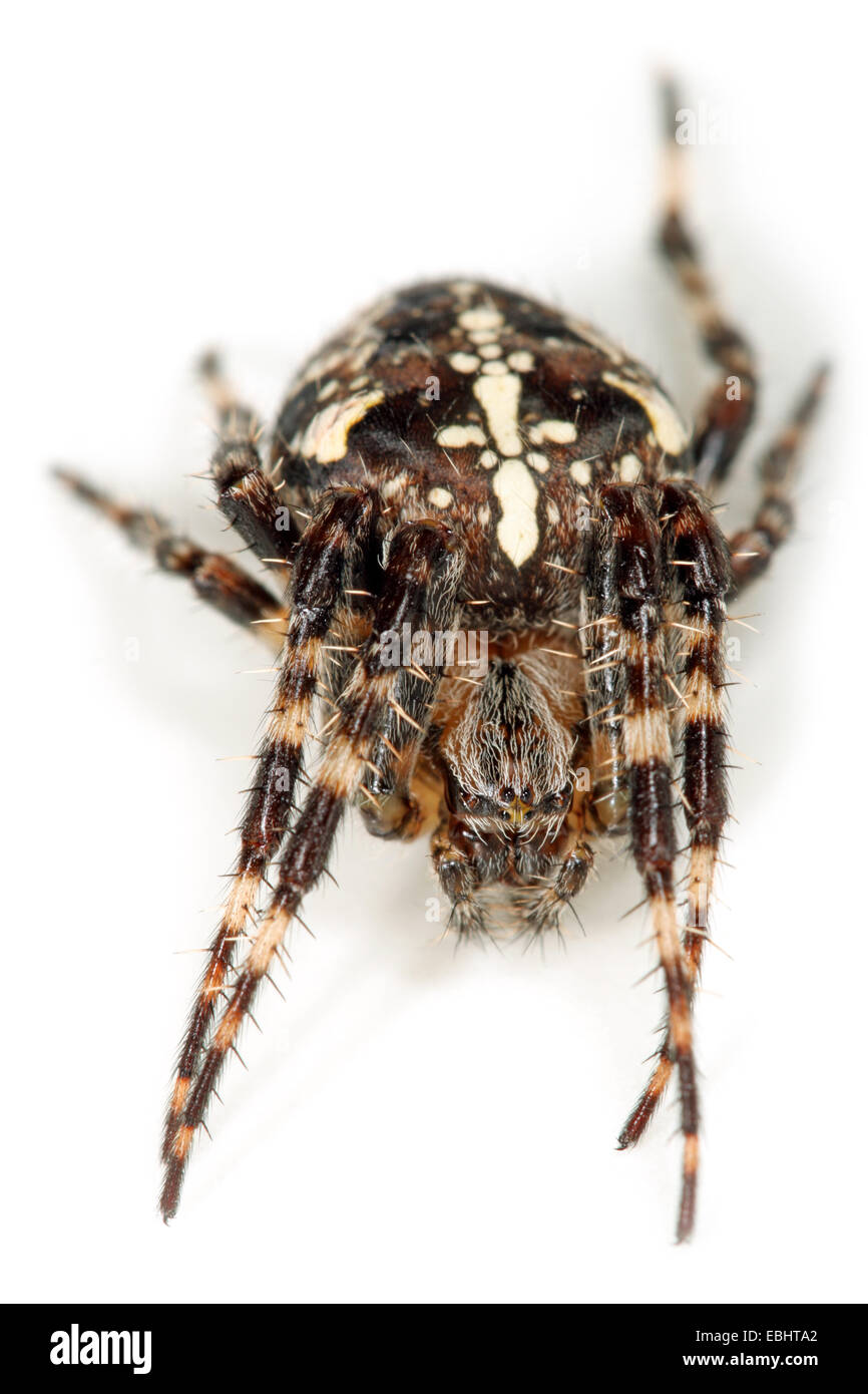 Una croce spider, o giardino Spider (Araneus diadematus) su sfondo bianco. Cross ragni sono parte della famiglia Araneidae - Orbweavers. Foto Stock