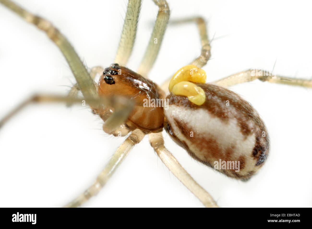 Un bambino sheetweb femmina weaver spider (Pityohyphantes phrygianus) con due giallo larve di parassita attaccato al suo addome. Foto Stock