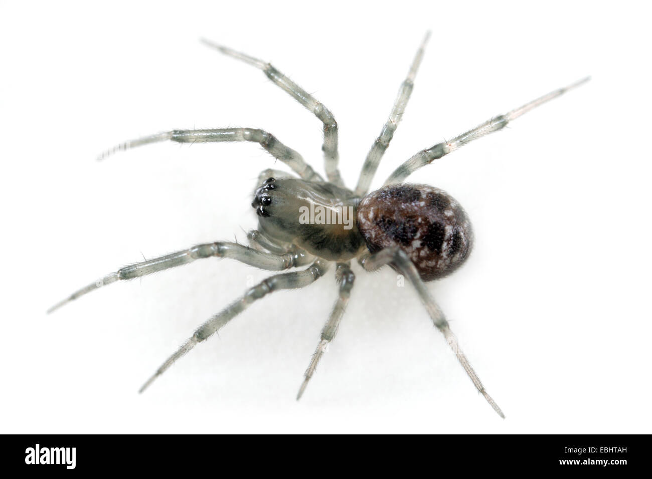 Una femmina sheetweb weaver spider (Tapinopa longidens) su sfondo bianco. I tessitori sheetweb fanno parte della famiglia Linyphiidae. Foto Stock