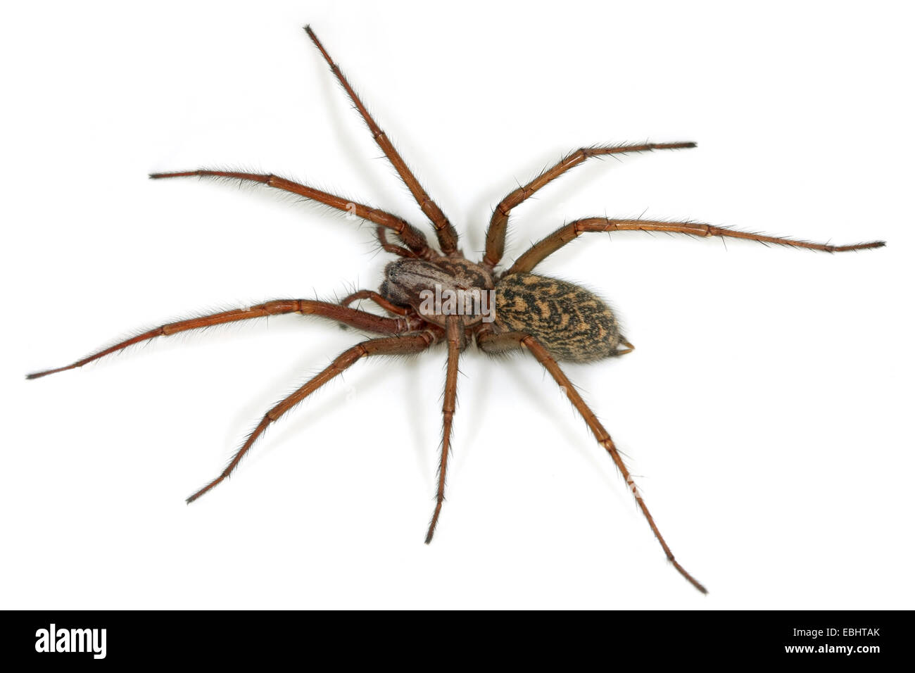 Una femmina di casa spider (Tegenaria atrica). Questo ragno è uno dei la più grande casa di ragni, parte della famiglia Agelenidae, imbuto-web tessitori. Foto Stock