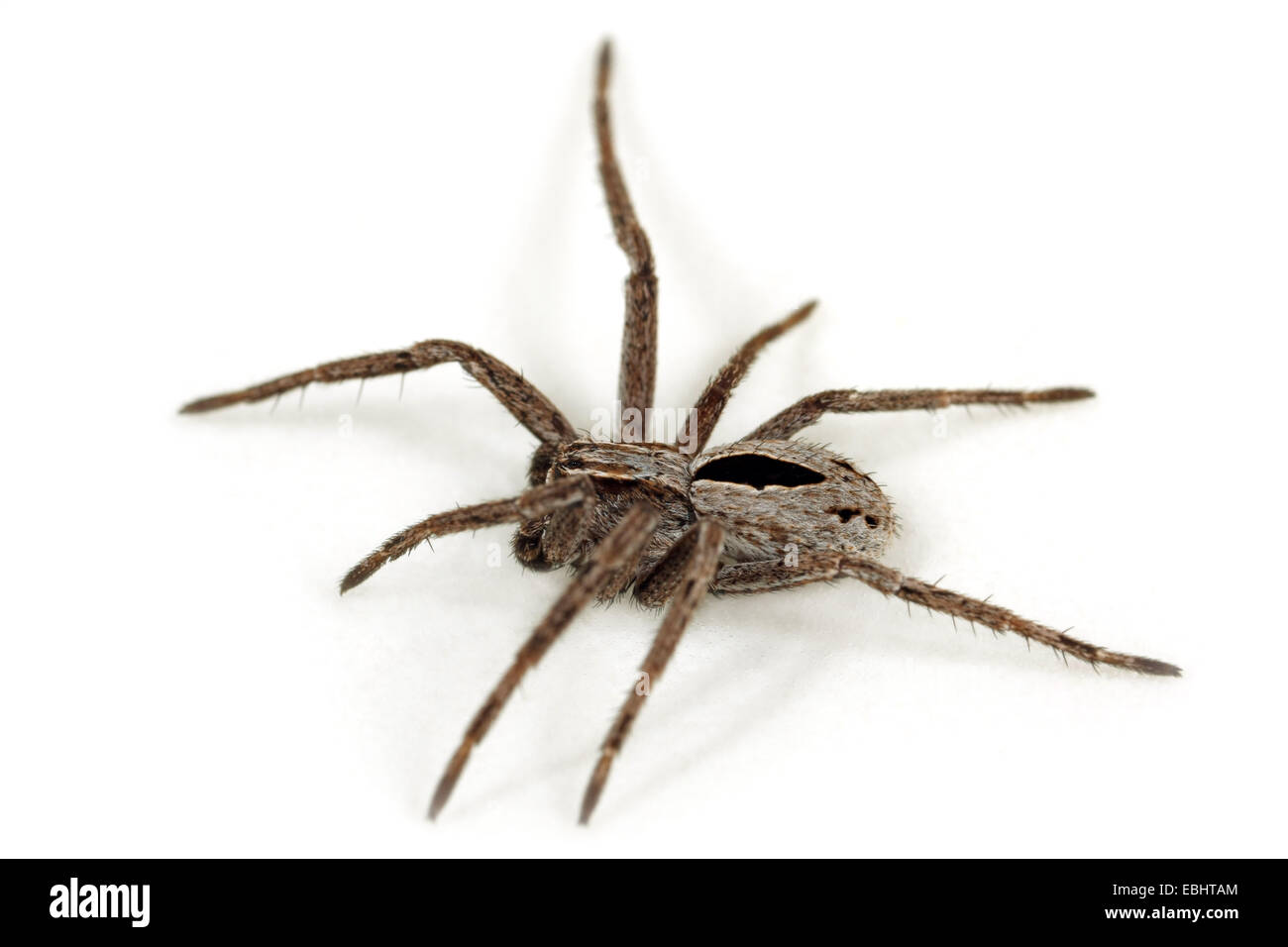 Un bambino maschio (Thanatus formicinus) ragno su sfondo bianco. Questo ragno è parte integrante della famiglia Philodromidae, esecuzione di ragni granchio. Foto Stock