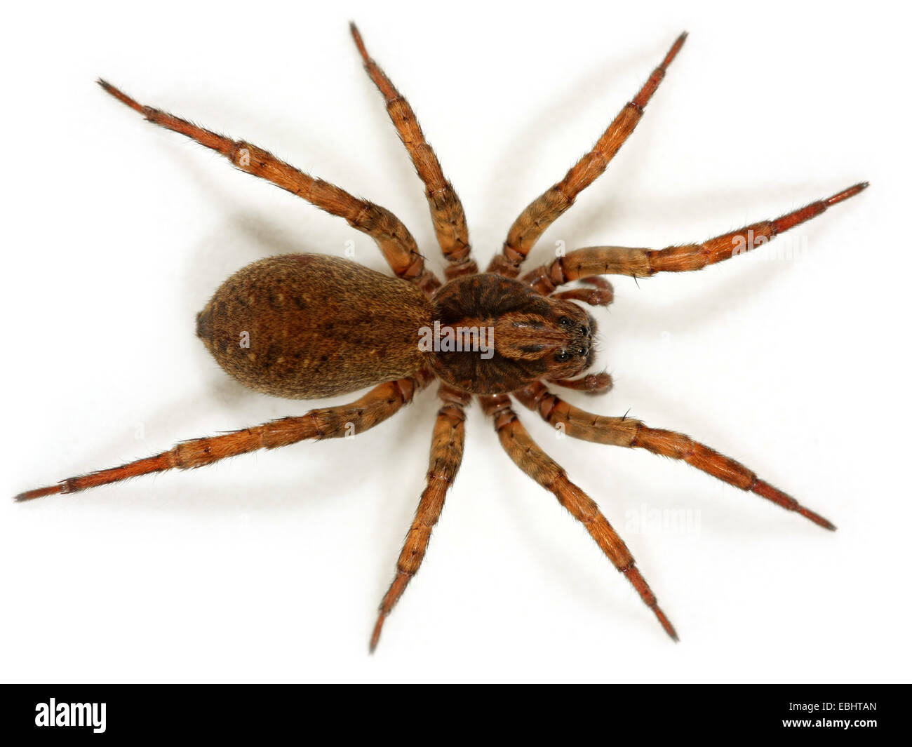 Lupa spider (Trochosa terricola) su sfondo bianco. Lupo ragni sono parte della famiglia Lycosidae. Foto Stock