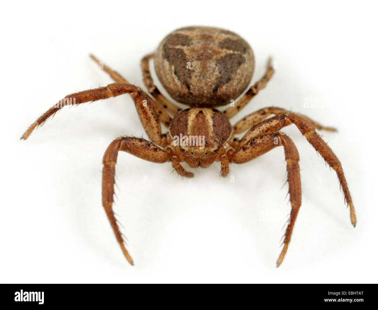 Femmina ragno granchio (Xysticus cristatus) su sfondo bianco. Ragni granchio aree parte della famiglia Thomisidae. Foto Stock