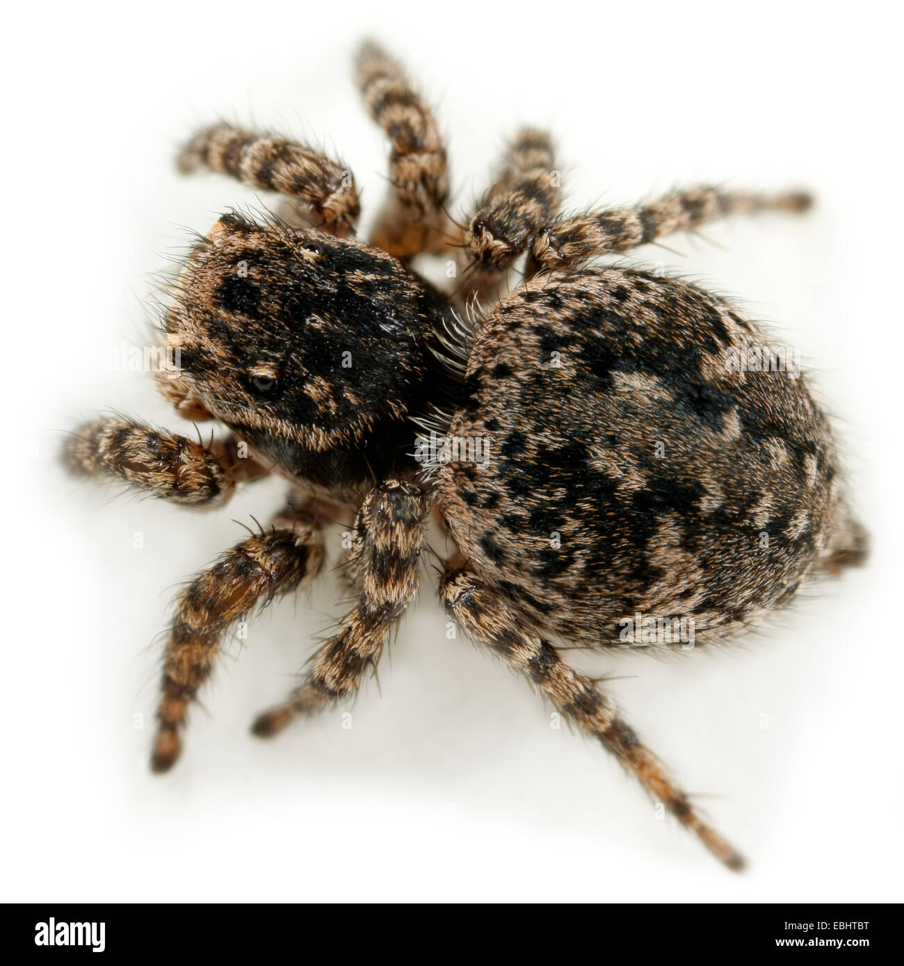Una femmina jumping spider (Aelurillus v-insignitus) su sfondo bianco. Jumping ragni sono parte della Famiglia Salticidae. Foto Stock