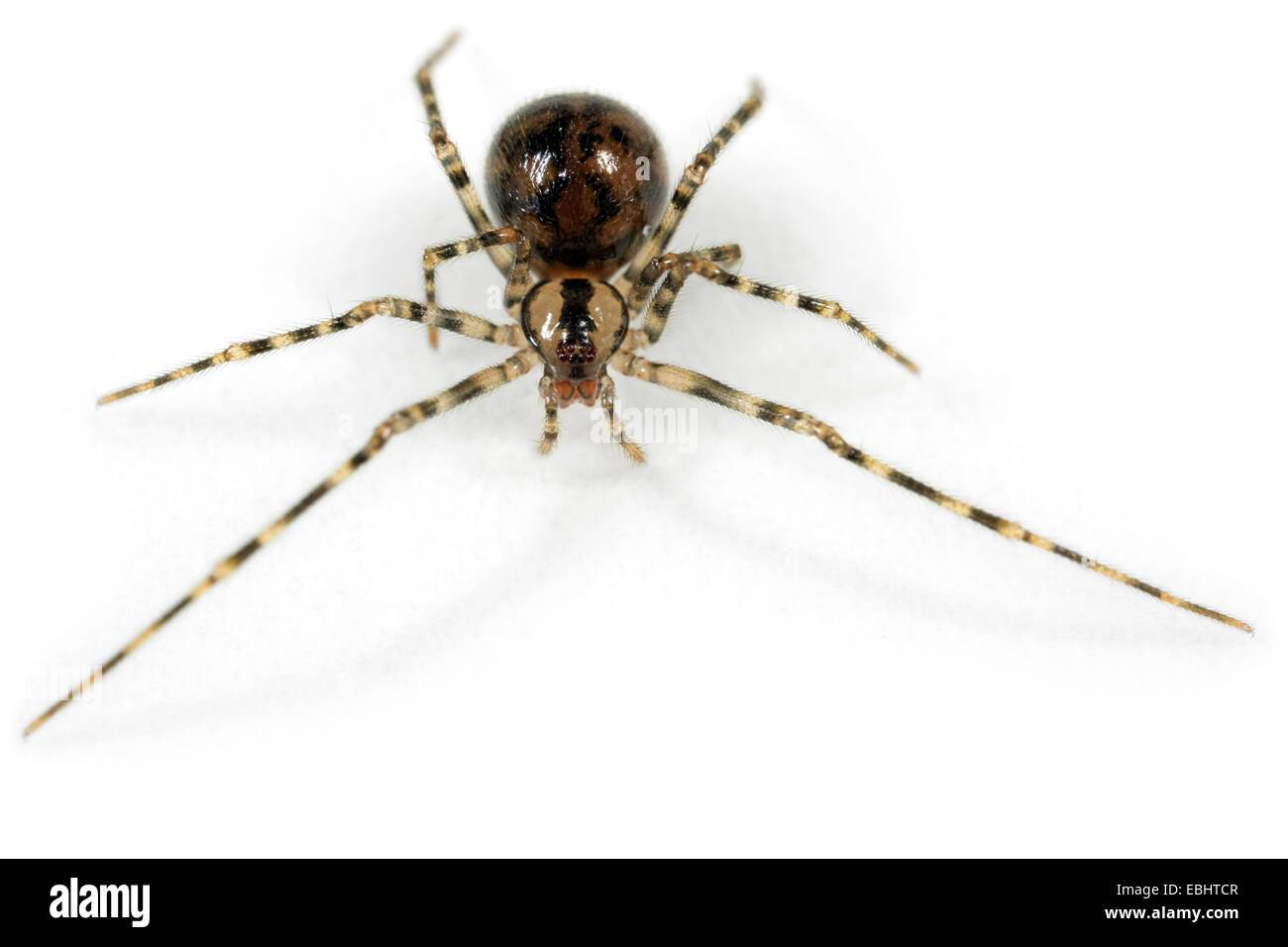 Una femmina di grotta ragnatela spider (Nesticus cellulanus) su sfondo bianco. Famiglia Nesticidae, grotta ragnatela ragni. Foto Stock