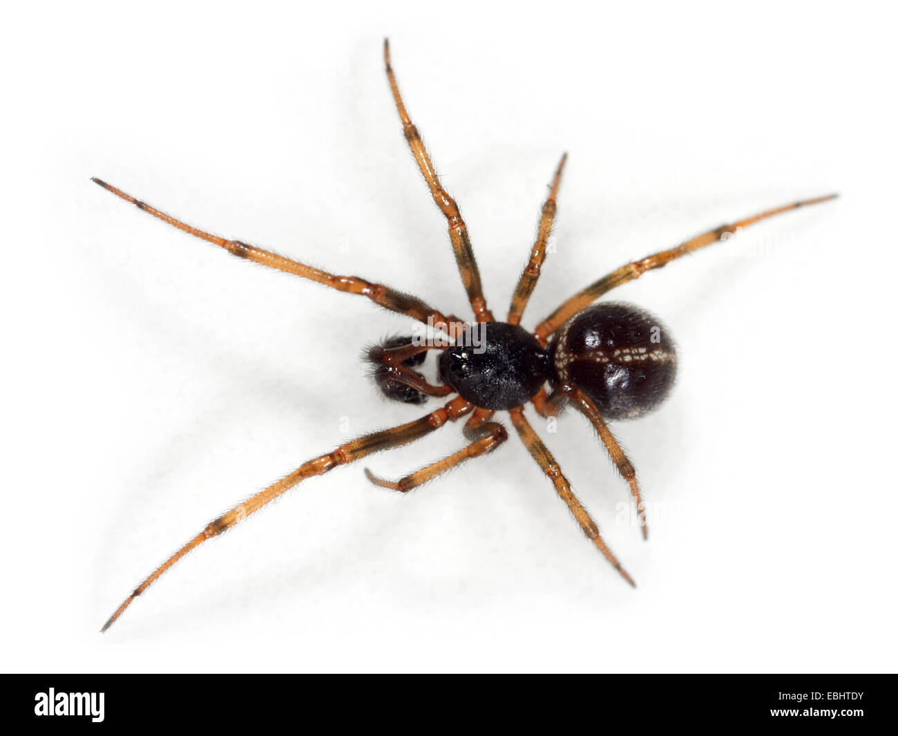 Un maschio False-Widow comune spider (Steatoda bipunctata), su uno sfondo bianco, parte della famiglia Theridiidae - Ragnatela tessitori. Foto Stock