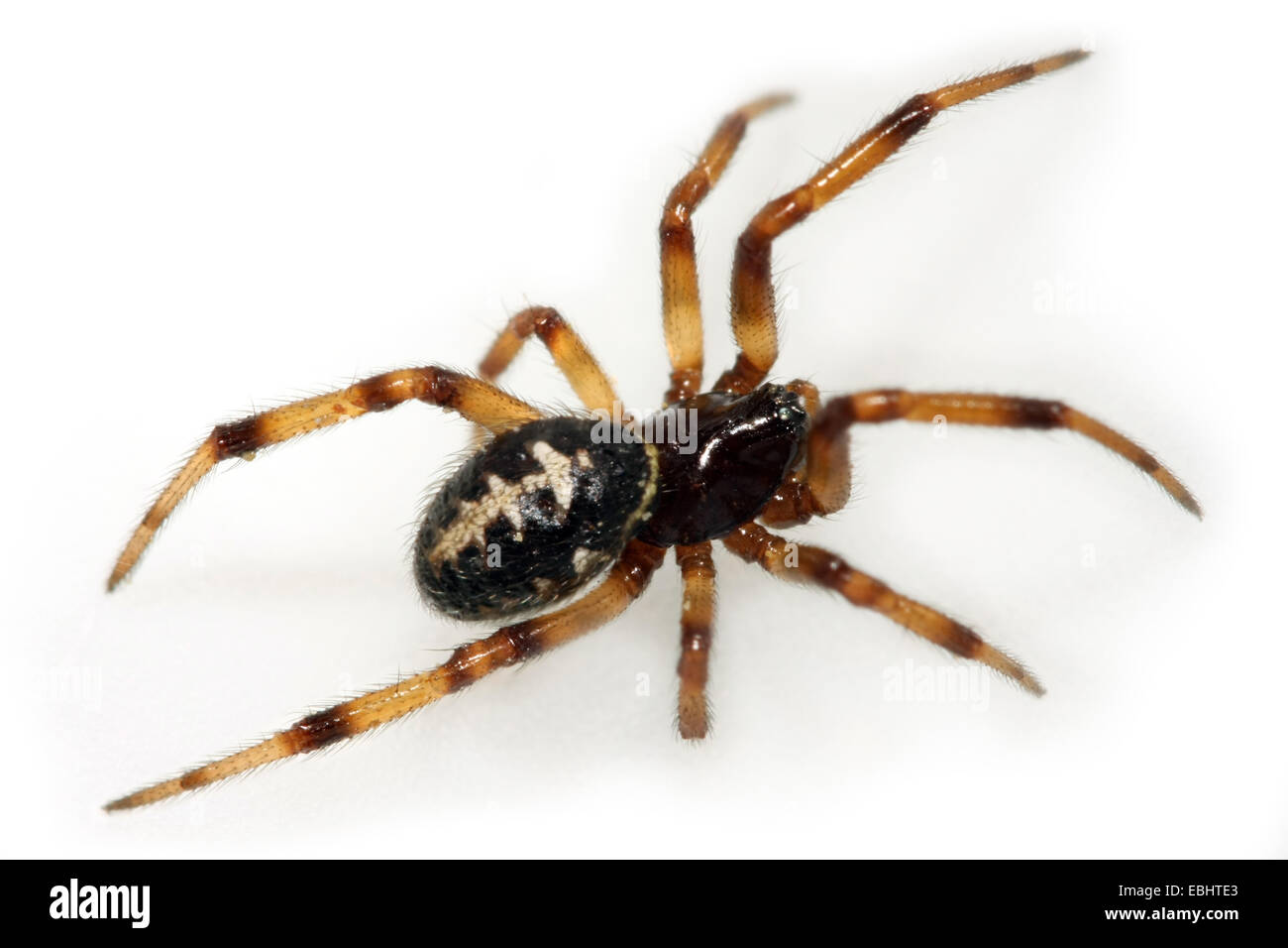 Una femmina di False vedova spider (Steatoda paykulliana) su sfondo bianco. Parte della famiglia Theridiidae - Ragnatela tessitori. Foto Stock