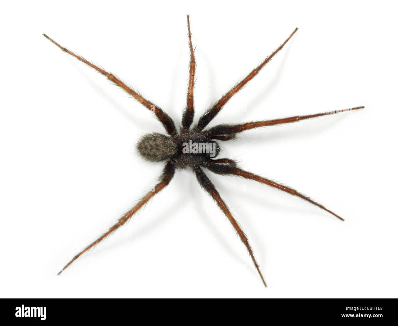 Un maschio di casa comune-spider (Teganaria domestica), su uno sfondo bianco, parte della famiglia Agelenidae - Imbuto tessitori web. Foto Stock