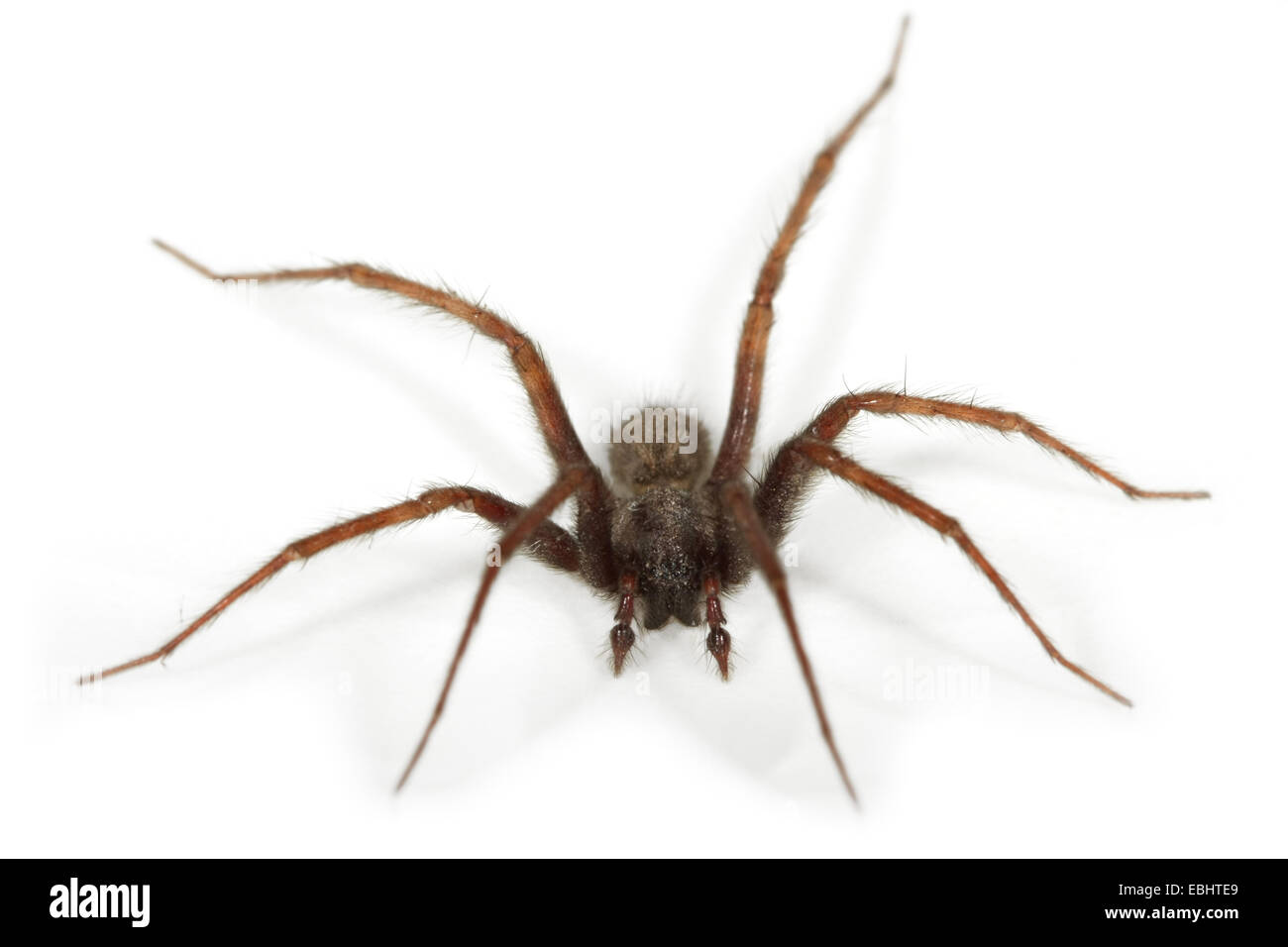 Un maschio di casa comune-spider (Teganaria domestica), su uno sfondo bianco, parte della famiglia Agelenidae - Imbuto tessitori web. Foto Stock