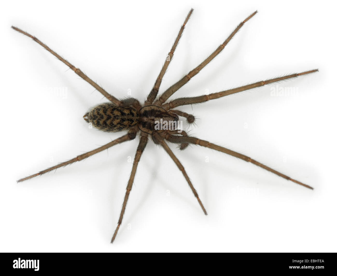 Un bambino maschio di casa-spider (Teganaria atrica), su uno sfondo bianco, parte della famiglia Agelenidae - Imbuto tessitori web. Foto Stock
